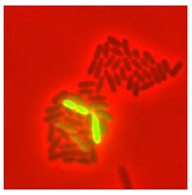 A red-lit colony of synthetic bacteria in Dr. Tan's lab