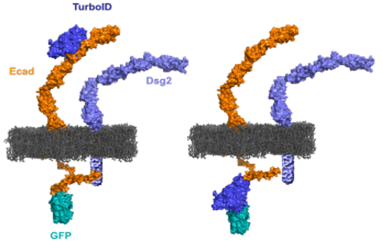 Diagram of alternate cadherin configurations