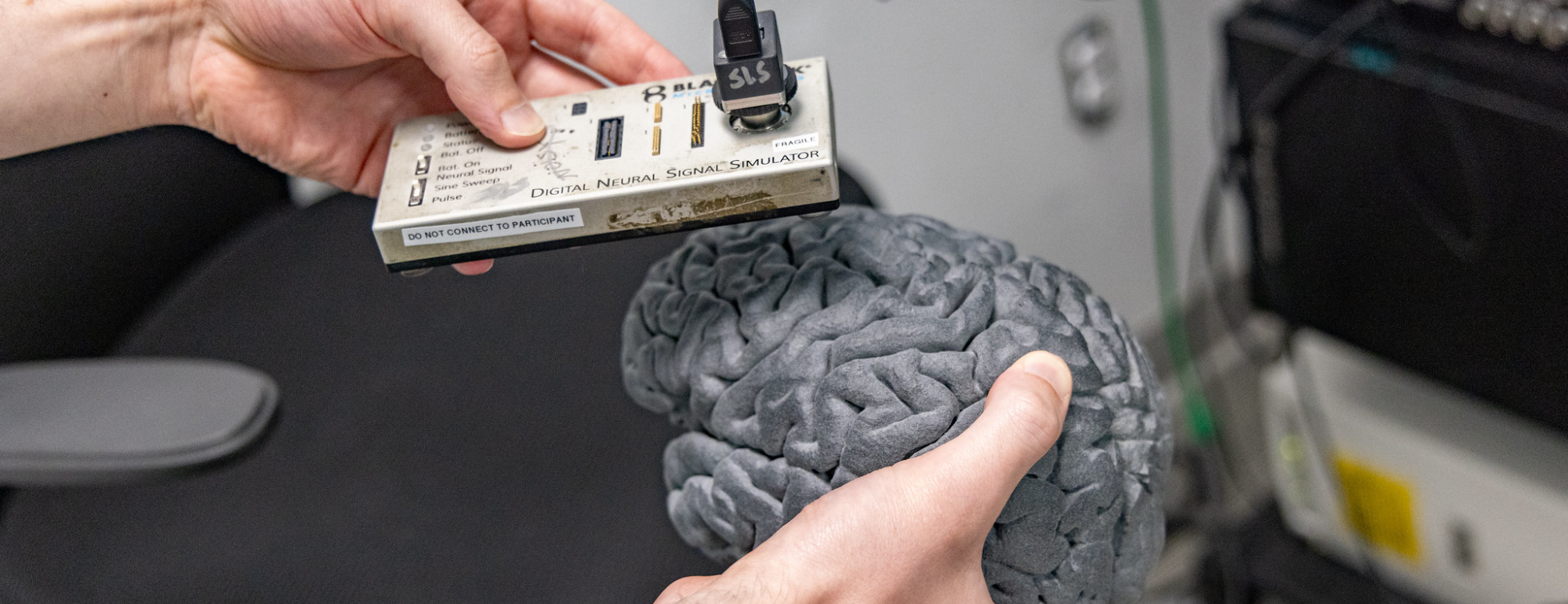 A person holding a small device against a physical model of a brain