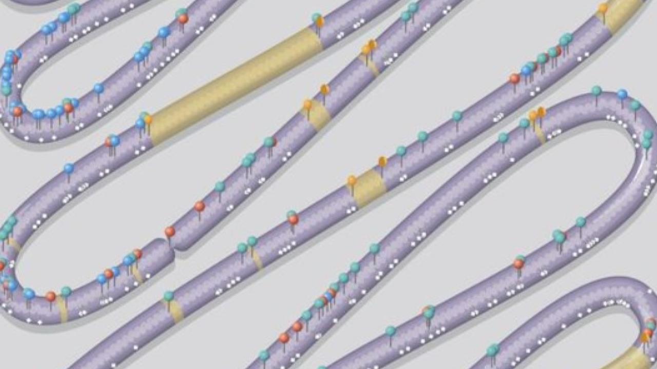 Chromosome