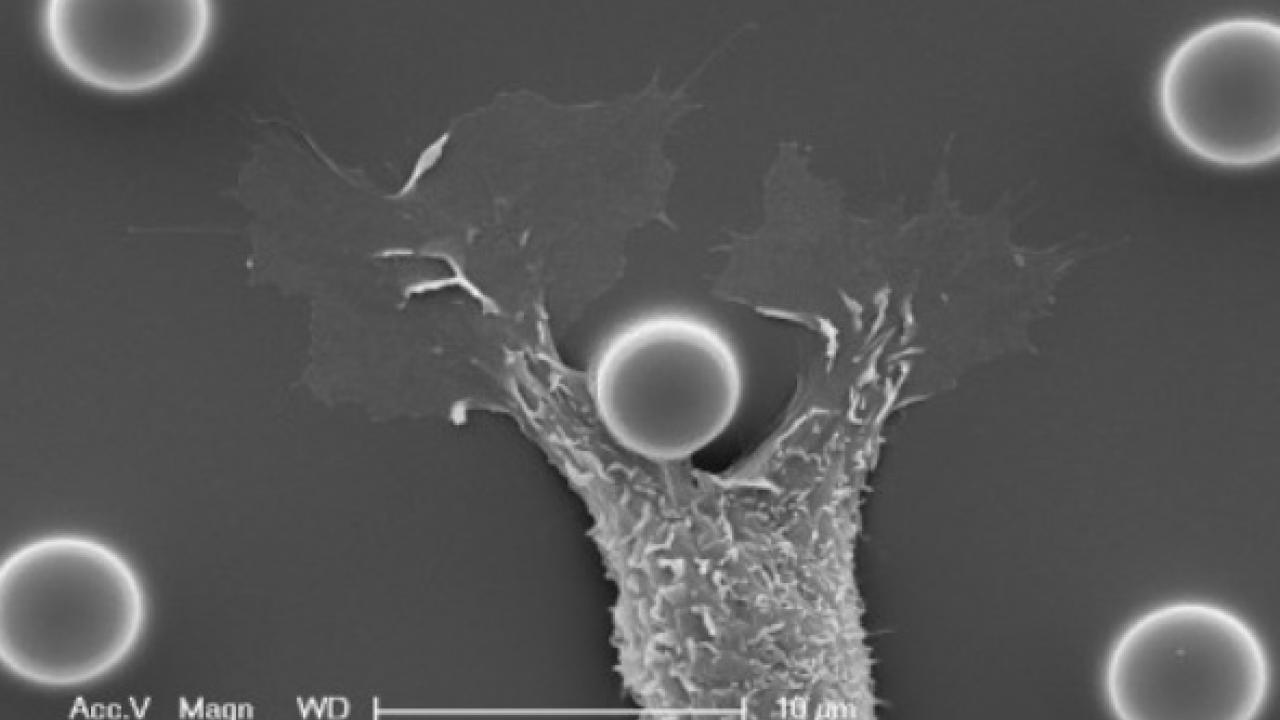 Micropillar