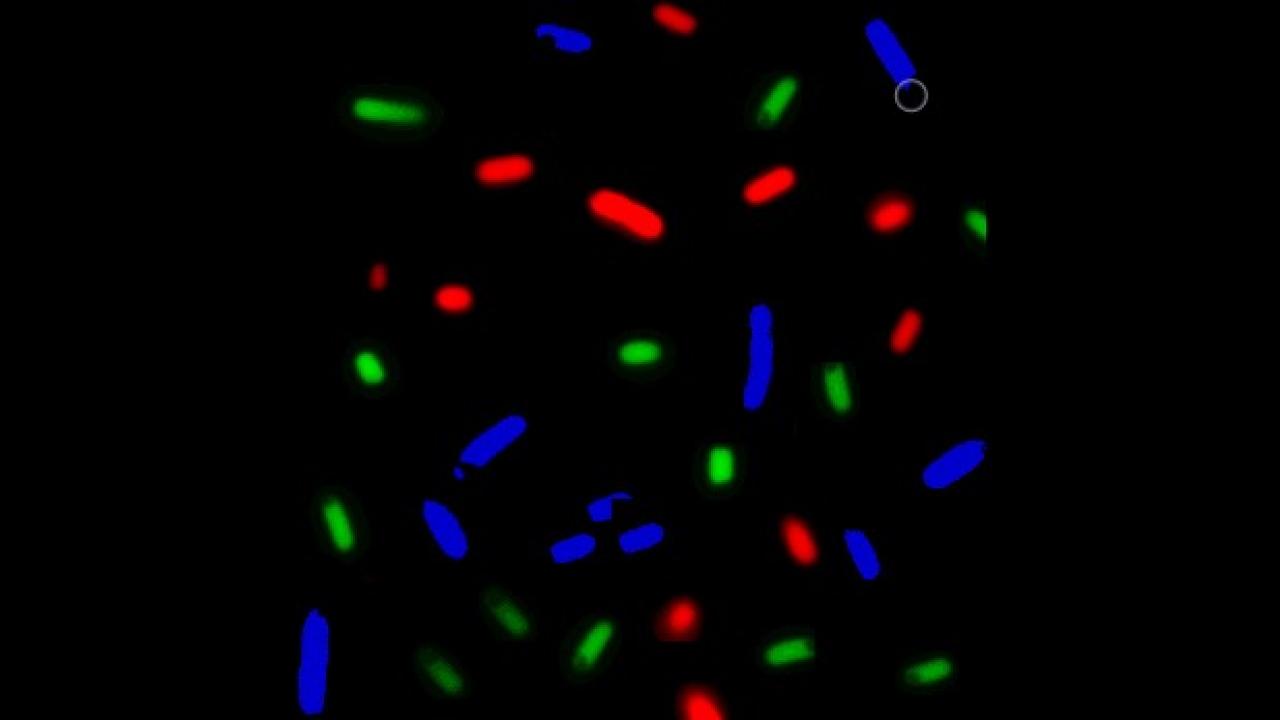 Microscope image of a bacterial consortium. Credit: Fernando Villarreal. uc davis biomedical engineering protein synthesis technique