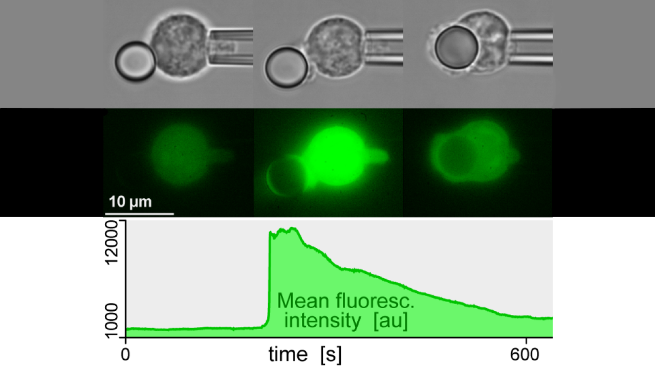 A micropipette-held human neutrophil that had been preloaded with a green fluorescent Ca2+ indicator is brought into contact with an antibody-coated microsphere. As the cell proceeds to engulf this target particle by phagocytosis, a dramatic spike in the mean fluorescence intensity is observed, reflecting a sudden burst in the intracellular Ca2+ concentration. uc davis biomedical engineering science signaling undergraduate research