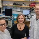 Marcu Lab