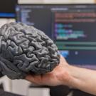 3D Printed brain model held by a hand