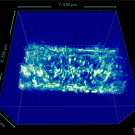 3D microscopy volume rendering of fluorescent rectangular sample on blue grid, 50 μm scale